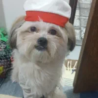 سگ واگذاری|سگ|هشتگرد, شهرک ریحانه|دیوار