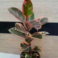 دوستان خرید بالای۷۰۰ تا۸۰۰ ارسال رایگان انجام میشه|گل و گیاه طبیعی|رشت, عینک|دیوار