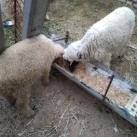 جفت بره نر و ماده