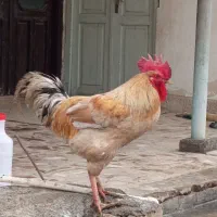 خروس محلی  چاق