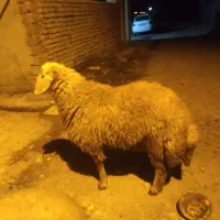 دو عدد بره نر فوری فوری