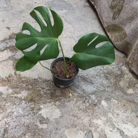 برگ انجیری چاک دار