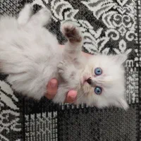 گربه
