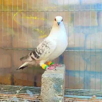 شامی و کرمونی وساده و سوسکی وکله دم سرخ و زرد ماده|پرنده|مشهد, هفده شهریور|دیوار