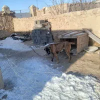 سگ افغان