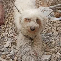 سگ پیدا شده