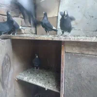 کبوتر پلنگ ماده|پرنده|کرمان, |دیوار