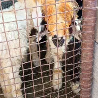 بره ماده داشتی