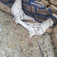 کبوترتهرانی|پرنده|حبیب آباد, |دیوار