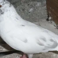 چند تا کبوتر پرشی|پرنده|رشت, گلباغ نماز|دیوار