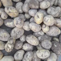 سیب زمینی 1تن|عمدهفروشی|زاغه, |دیوار