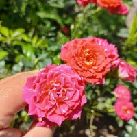 ویلا باغ کلبه جنگلی|اجارهٔ کوتاهمدت ویلا و باغ|لنگرود, |دیوار