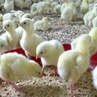 جوجه دو روزه گوشتی نژاد راس