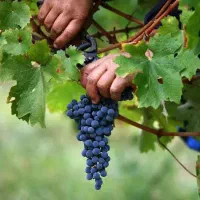 تولید ارقام انگور پربار و دیمی رقم خاص