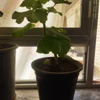 شمعدانی هلندی|گل و گیاه طبیعی|فولادشهر, فولادشهر|دیوار