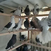 80طوق غریب گیری|پرنده|چهاردانگه (تهران), |دیوار