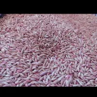 جو بذری بوجاری شده سم زده