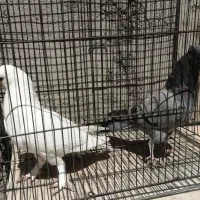 حندقی و سبز