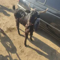 نر بز|حیوانات مزرعه|فاضل آباد, |دیوار