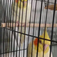 جفت طوطی عروس و برزیلی