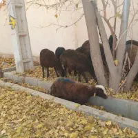 ۳۹ عدد بره قزل افشار نر و ماده