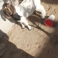 بز با دو کره ماده|حیوانات مزرعه|کرمان, |دیوار