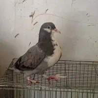 کبوتر