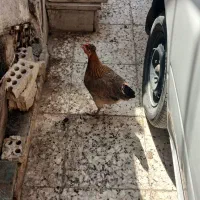 مرغ و خروس عربی