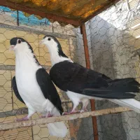 سیاه خوشرنگ|پرنده|میانه, |دیوار