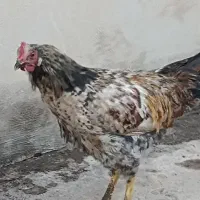 مرغ|حیوانات مزرعه|چرداول, |دیوار