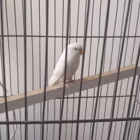 مرغ عشق ۸ماهه