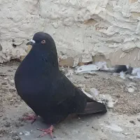 ماده زاغ واکسی پرشی تهرانی