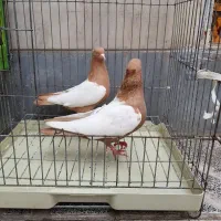 کبوتر سینه زرد پنج جفت