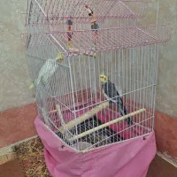 یک جفت عروس هلندی