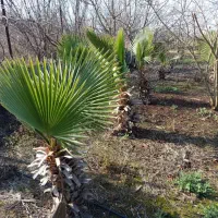 فروش درخت زینتی پالم