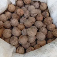 گردو دونه درشت ب شرط