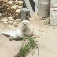 سگ پاپی 500 تومان