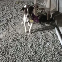 واگذاری دو قلاده سگ پیت بول وژرمن بلاگ|سگ|سنندج, |دیوار