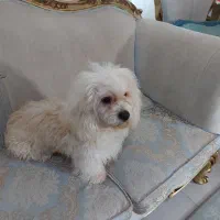 واگذاری آقا آرچی