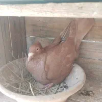 یهودی . پلاکی کاکل|پرنده|مهر, |دیوار