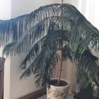 گل تزئینی|گل و گیاه طبیعی|نیشابور, دارایی|دیوار