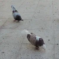شازده قرمزی