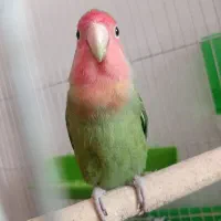 طوطی برزیلی ماده تخم گزار