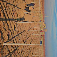 فنس کشی وتیرگذاری باغ|خدمات باغبانی و درختکاری|نوشین شهر, |دیوار