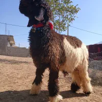 دوراس  بره  قوچی|حیوانات مزرعه|نورآباد ممسنی, |دیوار