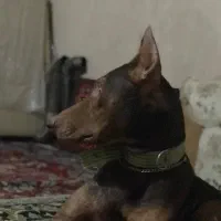 دوبرمن اصیل نر بلوطی|سگ|کرمانشاه, |دیوار