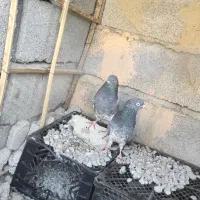 سلام نرماده