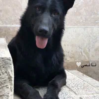 ژرمن شپرد سگ نگهبان|سگ|کوهسار (البرز), |دیوار