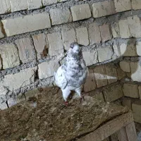 200|پرنده|کوهدشت, |دیوار