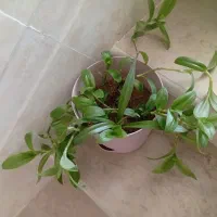 گل زیبا روند